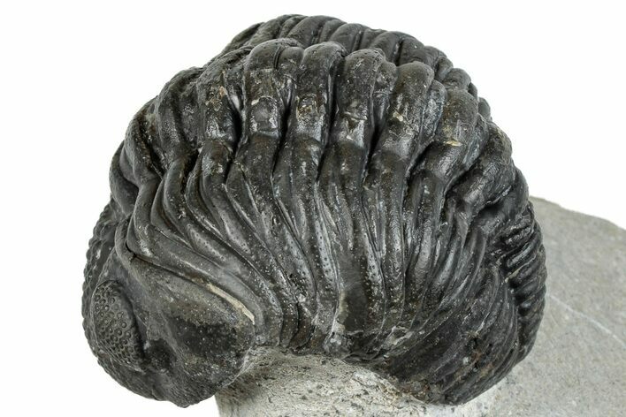 Bargain, Curled Pedinopariops Trilobite - Mrakib, Morocco #287702
